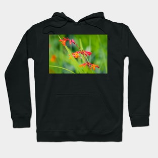 Close-up of crocosmia flowers Hoodie